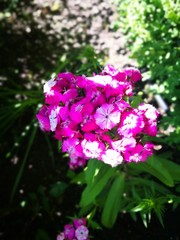 fiore Bianco e fucsia