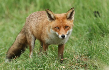 A magnificent wild Red Fox (Vulpes vulpes) hunting for food to eat in the long grass.	