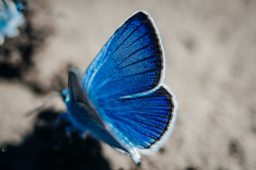 Karner Blue Butterfly  (Polyommatus icarus) macro.