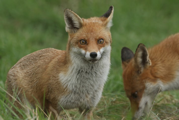 Two magnificent wild Red Fox (Vulpes vulpes) hunting for food to eat in the long grass.