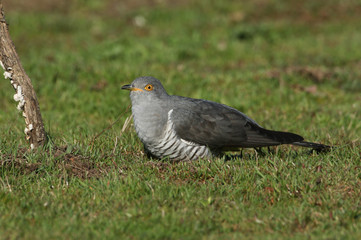 A stunning Cuckoo (Cuculus canorus) searching on the ground in a meadow for food.	