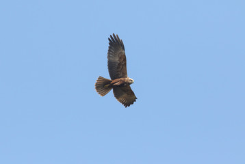 Fototapeta premium A magnificent Marsh Harrier, Circus aeruginosus, flying in the blue sky.
