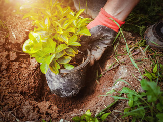 gardener putting plant in pot into soil at garden. planting and agriculture