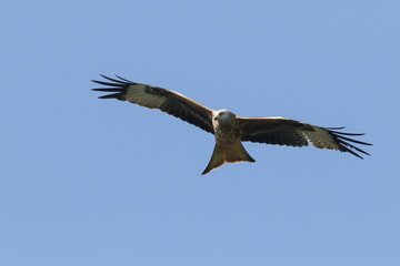 A magnificent Red Kite, Milvus milvus, flying in the blue sky.	
