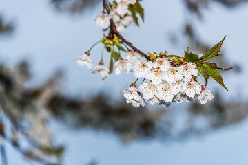 White Cherry Blossoms Blooming in Springtime in Italy