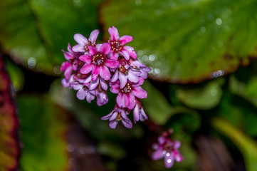 Bright Purple and Pink Blossoms on a Bush With Water Droplets