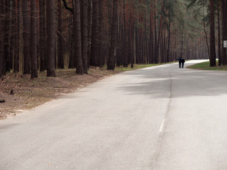 Pine forest. deaf forest road. people hitchhike.