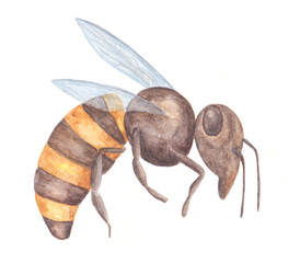 Watercolor bee isolated on white background