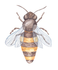 Watercolor bee isolated on white background