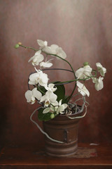 Naklejka na ściany i meble Orchidea bianca