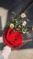 splendid rose