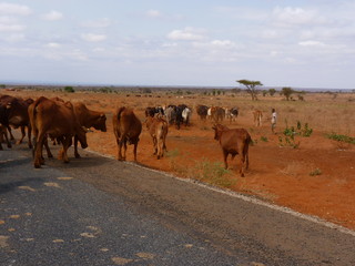 Amboseli National Park