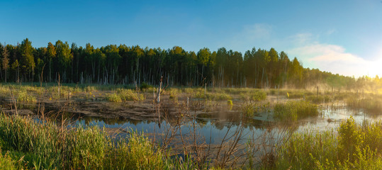 Cheerful morning sun swamp!