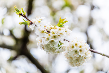 White Cherry Blossoms Blooming in Springtime in Italy