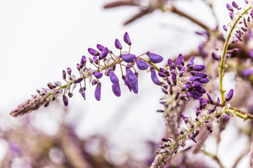 Early Blossoms of a Wisteria Tree in Springtime in Italy