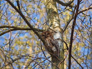 Waldkauz in der Morgensonne