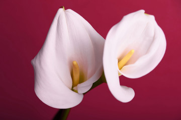 Beautiful flowers - calla on a red background. Place for inscription. Postcard.