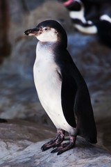Cute penguin (Humboldt penguin) stands on a stone cliff, bright colors are a cute bird.