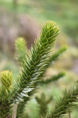 Chilenische Schmucktanne (Araucaria araucana)