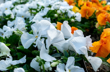 Spring background with Flowering violet Crocus in Early Spring.