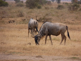 Obraz premium Amboseli National Park