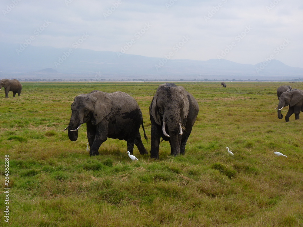 Wall mural Amboseli National Park