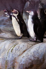 A couple of charming penguins  are in identical postures on scary fun birds.