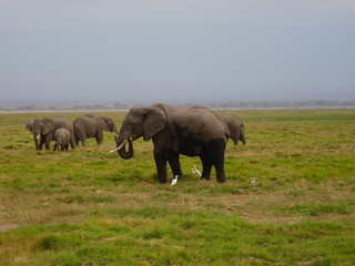 Amboseli National Park