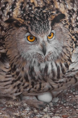 Eagle owl on the nest hatches eggs.. Owl with clear eyes and an angry look  is a large predatory owl.