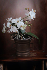 Orchidea bianca