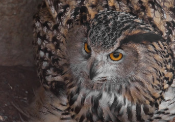 An eagle owl is watching. Owl with clear eyes and an angry look  is a large predatory owl.