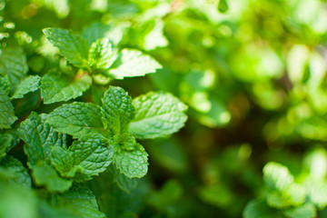 Fototapeta na wymiar Peppermint leaf or Kitchen Mint or Marsh Mint or Metha cordifolia Opiz were planted on the ground. Its leaves are small, rough and it has a green color. It is a herb made as food and medicine.