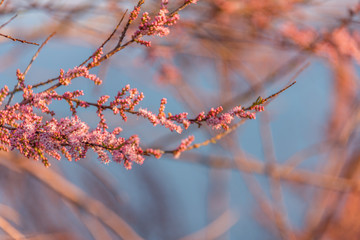 Pink Blossoms on a Bush on the Southern Italian Mediterranean Coast in Spring
