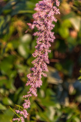 Pink Blossoms on a Bush on the Southern Italian Mediterranean Coast in Spring