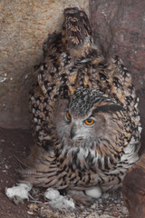 A hungry female eagle owl eagerly devours (swallows, absorbs) a mouse. Voracious big bird of prey and a little helpless mouse.