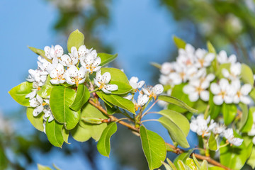 White Fruit Tree Blossoms in Spring on the Southern Italian Mediterranean Coast