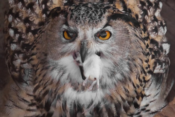 A hungry female eagle owl eagerly devours (swallows, absorbs) a mouse. Voracious big bird of prey and a little helpless mouse.