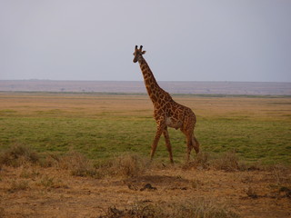 Amboseli National Park