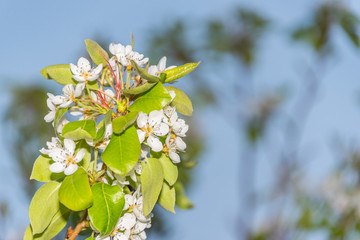 White Fruit Tree Blossoms in Spring on the Southern Italian Mediterranean Coast