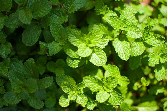 Peppermint leaf or Kitchen Mint or Marsh Mint or Metha cordifolia Opiz were planted on the ground. Its leaves are small, rough and it has a green color. It is a herb made as food and medicine.