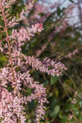 Obraz premium Pink Blossoms on a Bush on the Southern Italian Mediterranean Coast in Spring