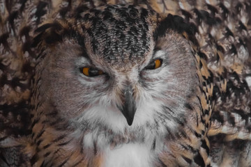 Contempt. Owl with clear eyes and an angry look  is a large predatory owl.