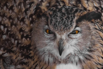The eagle owl is big and dissatisfied. Owl with clear eyes and an angry look  is a large predatory...