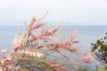 Pink Blossoms on a Bush on the Southern Italian Mediterranean Coast in Spring