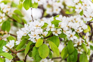 White Fruit Tree Blossoms in Spring on the Southern Italian Mediterranean Coast