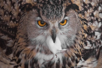 A hungry female eagle owl eagerly devours (swallows, absorbs) a mouse. Voracious big bird of prey and a little helpless mouse.