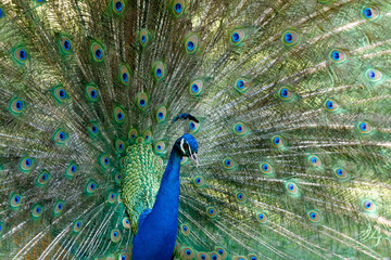 Obraz premium Amazing peacock during his exhibition