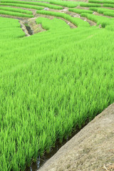 The beautiful landscape of rice fields in Thailand. 