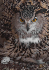 The head of an eagle owl on the background of feathers, a huge bird. Owl with clear eyes and an angry look  is a large predatory owl.