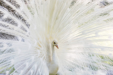 Amazing white peacock opening its tail
